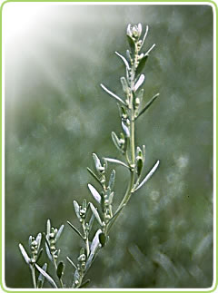 Thujone rich: Artemisia absinthium